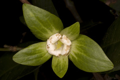 Dimorphocalyx glabellus var. lawianus